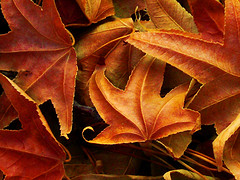 Fall Leaves